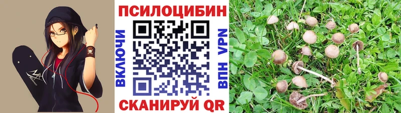 купить наркотик  Северобайкальск  darknet клад  Псилоцибиновые грибы Cubensis 